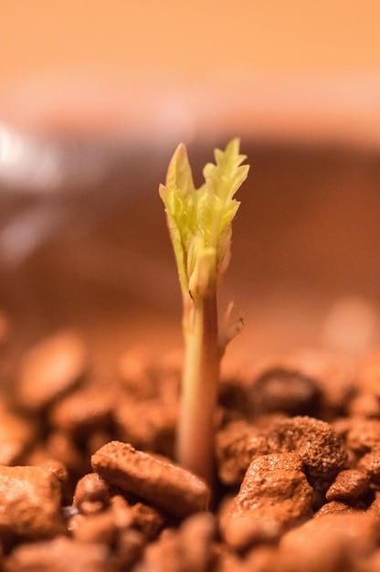Unlock Compound Interest Power: Exponential Growth in the Next Decade